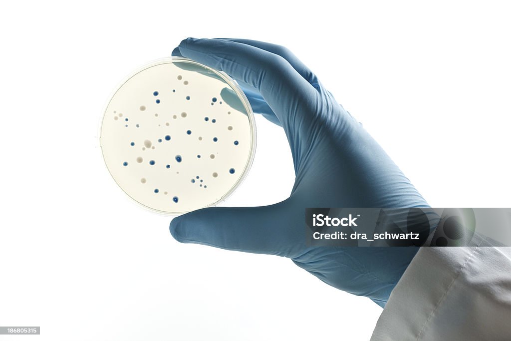 Cientista segurando um Disco de Petri com fungos clones - Foto de stock de Disco de Petri royalty-free