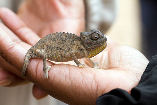 istock Baby Chameleon, Namib desert, Namibia 186805316