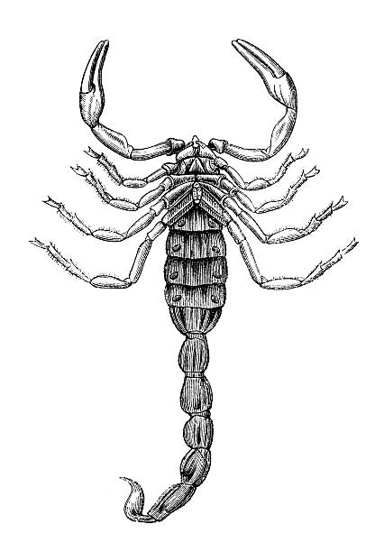 Engraving of scorpion from 1870 isolated on white Steel engraving of scorpion ( Buthus afer ) from 1870Original edition from my own archives scorpions drawings stock illustrations