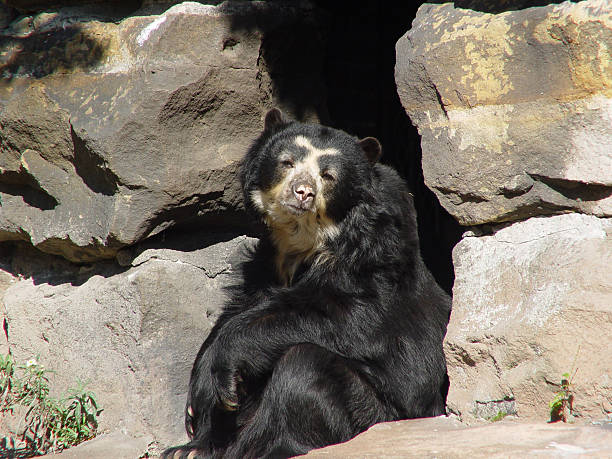 Brown bear at the San Francisco Zoo