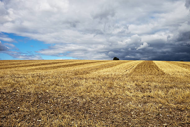 istock Stubble Field and Storm Clouds in England 186805626