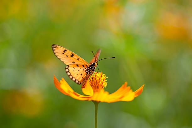 istock Fritillary butterfly on an orange Cosmos flower in a meadow. 186805647