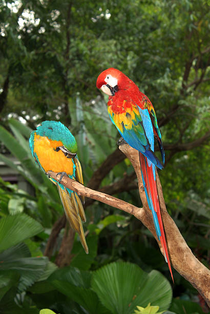 istock Blue-yellow and a green winged Macaw with jungle in background 186805706