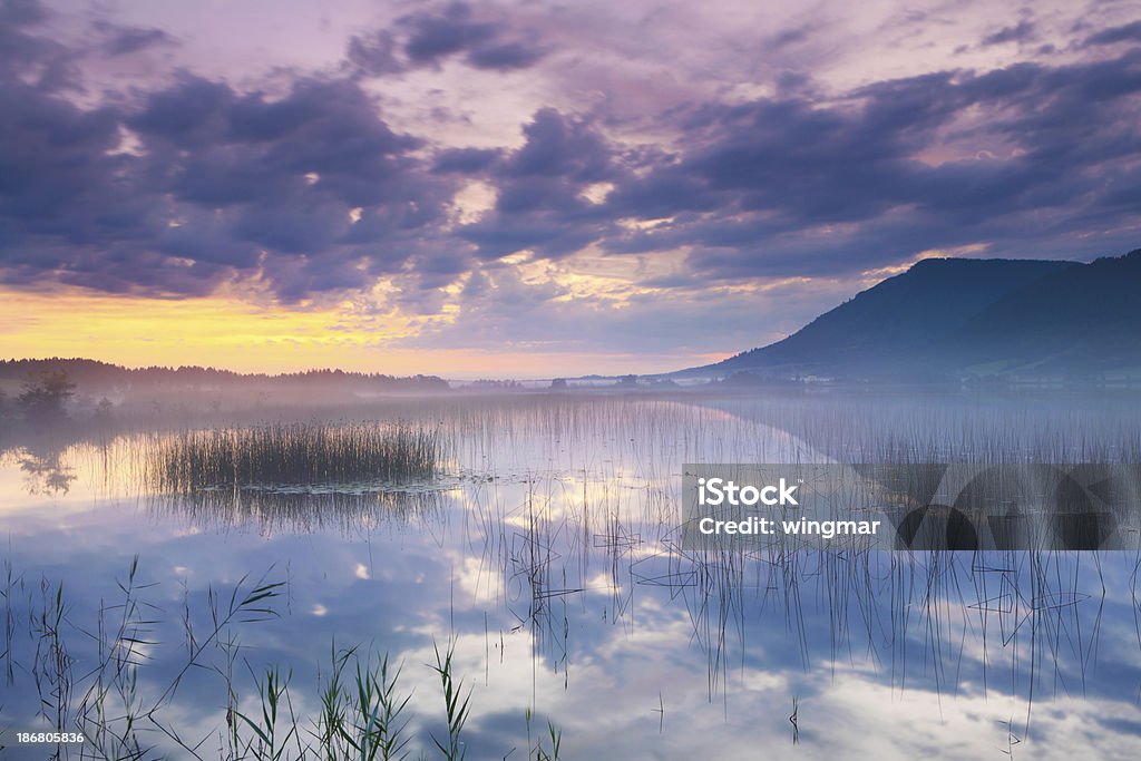 Мирный пейзаж с reed на озеро banwaldsee - Стоковые фото Альгой роялти-фри
