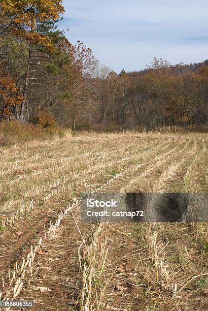 Após Colheita Do Campo De Milho Queda Da Agricultura De Outubro - Fotografias de stock e mais imagens de Agricultura