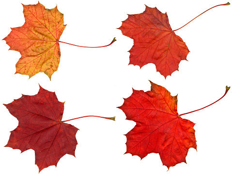 Four different maple leafs with intensive red autumn coloring. Isolated on white. Use as base for your own composing purposes.