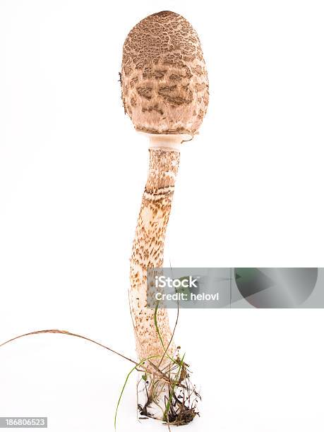 Parasol Mushroom Stockfoto und mehr Bilder von Botanik - Botanik, Braun, Essen zubereiten