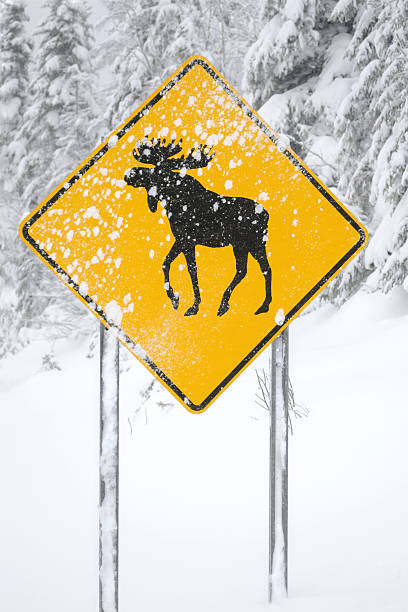 무스 건널목 팻말 중 풍설 - moose crossing sign 뉴스 사진 이미지