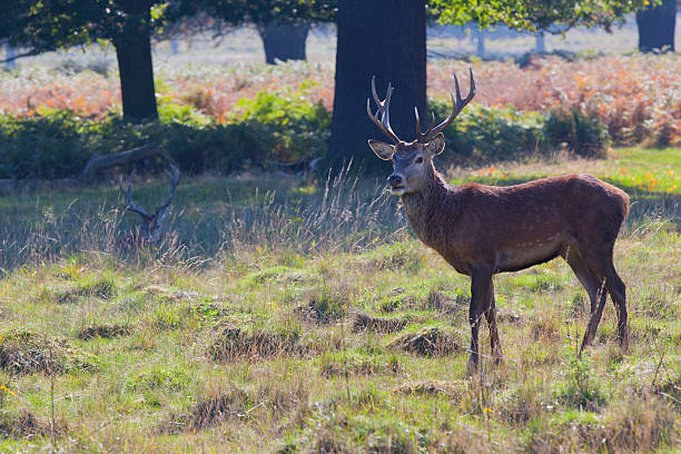 Deer in Richmond Park, rutting season, London stock photo