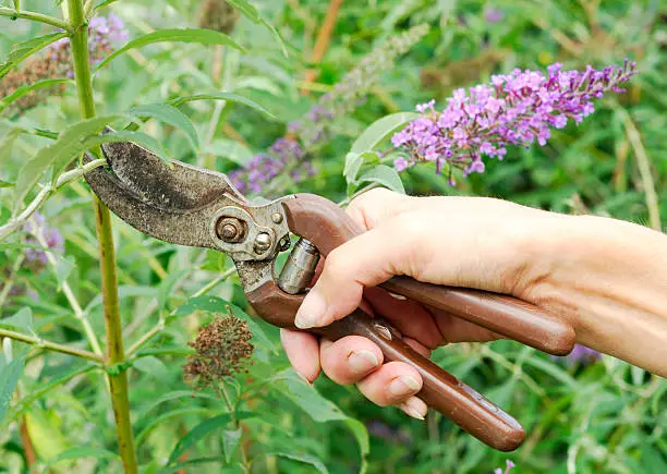 Bruning a Buddleia bush with secateurs