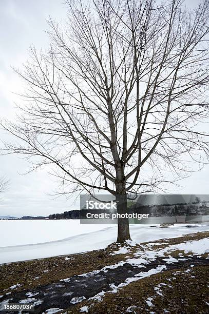 Baum Mit Schnee Stockfoto und mehr Bilder von Baum - Baum, Bildhintergrund, Europa - Kontinent