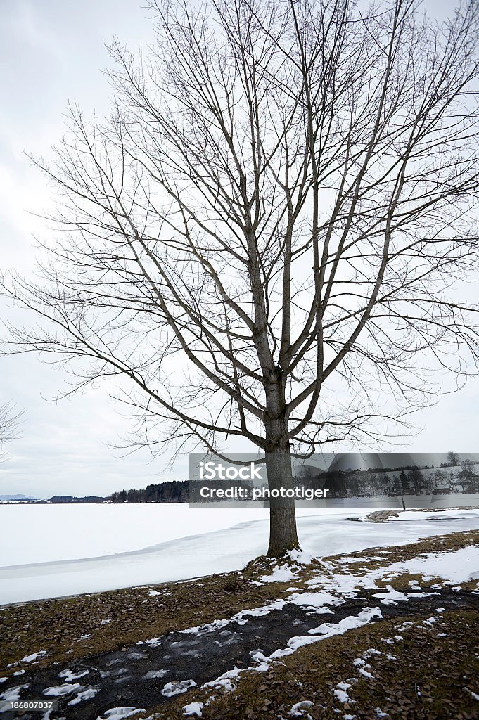 Árbol con nieve - Foto de stock de Aire libre libre de derechos