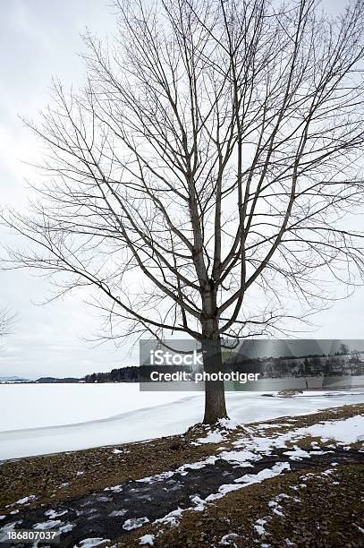 Árbol Con Nieve Foto de stock y más banco de imágenes de Aire libre - Aire libre, Austria, Cielo