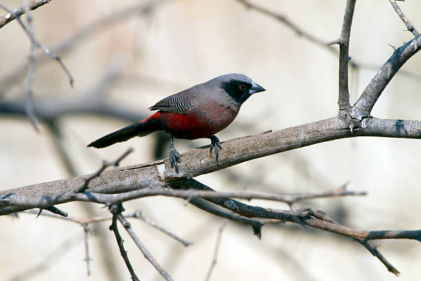 istock Black cheeked waxbill sitting on a branch, Namibia 186807050