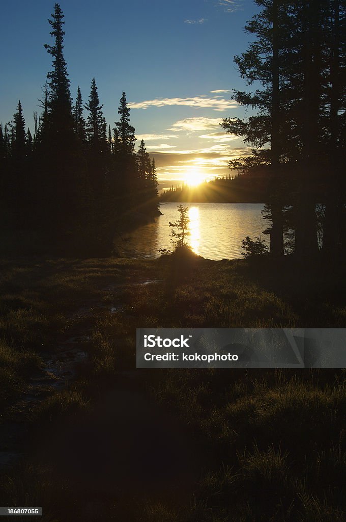 Bosque lake sunrise. Pasto con resplandeciente rocío en primer plano - Foto de stock de Aislado libre de derechos