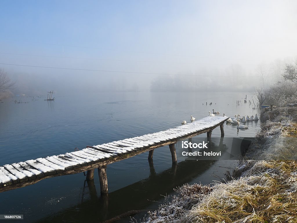 Swans no Inverno - Royalty-free Animal Foto de stock