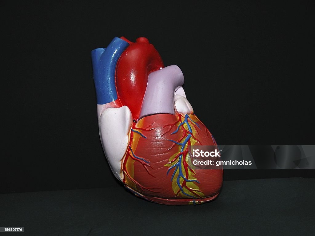 Enseñanza de corazón - Foto de stock de Arteria humana libre de derechos