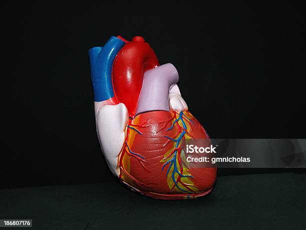 Enseñanza De Corazón Foto de stock y más banco de imágenes de Arteria humana - Arteria humana, Asistencia sanitaria y medicina, Cardiopatía