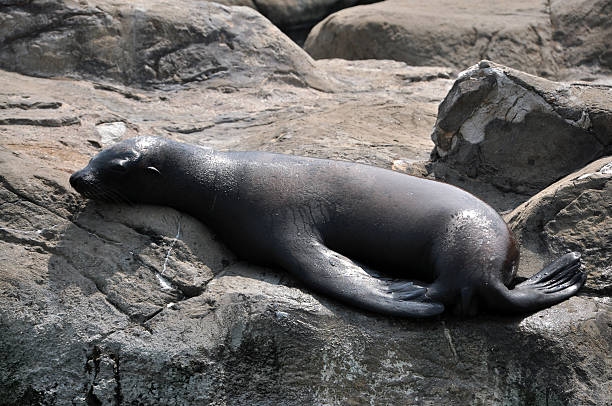 istock Sea Lion Sleep on Rock 186807187