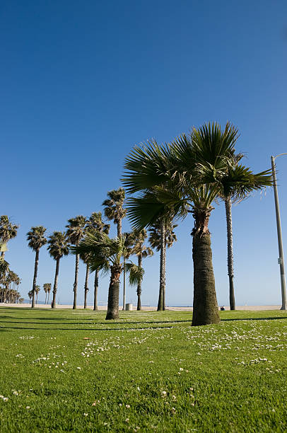 palm trees at the ocean walkway in Venice in Los Angeles