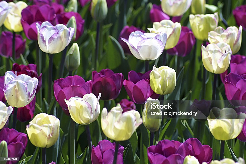 Tulipanes de pascua - Foto de stock de Púrpura libre de derechos
