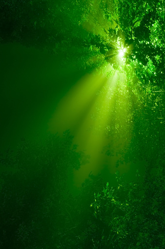 Sunbeams in dark deep mystical forest. Find more in 