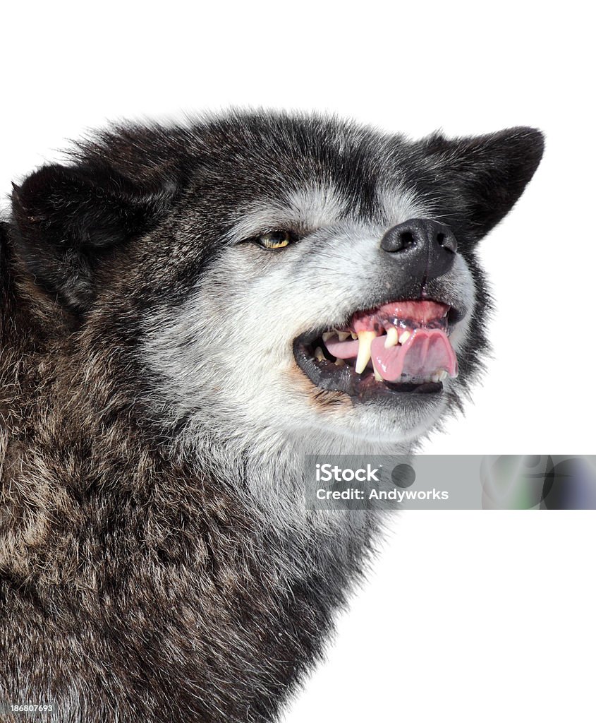 Knurren dunklen Wolf - Lizenzfrei Wolf Stock-Foto