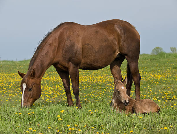 istock Quarter Horse Mare & Foal in Pasture 186807743
