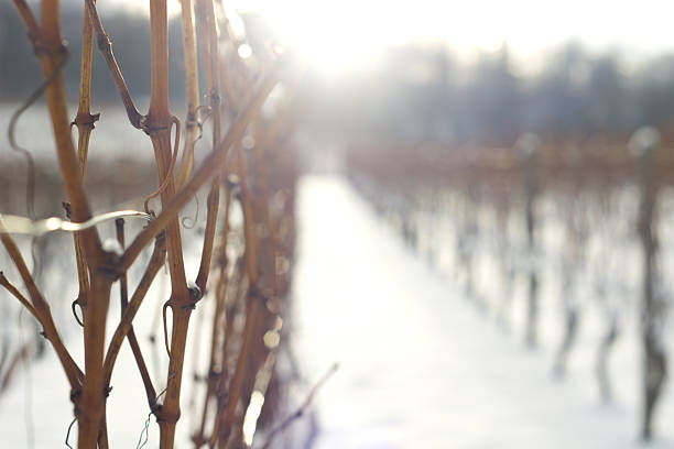 Wineyard in Winter stock photo