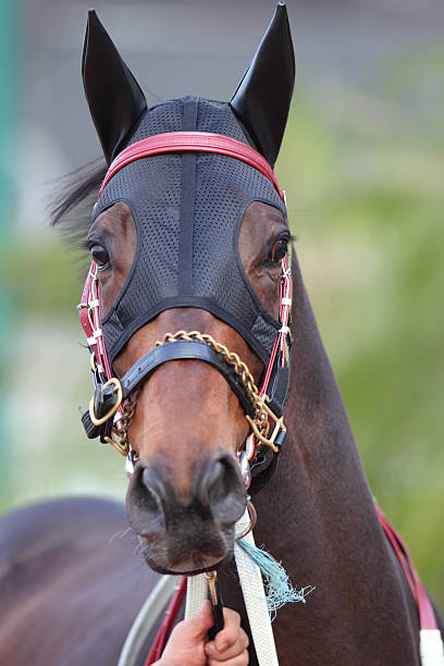 istock Horse head with Ear Plugs 186807925