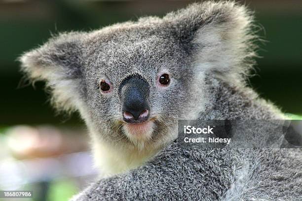 アラートコアラ - コアラのストックフォトや画像を多数ご用意 - コアラ, オーストラリア, カメラ目線