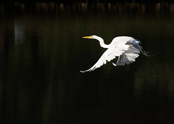istock Great White Egret Flies Across Dark Green Water Surface 186808122