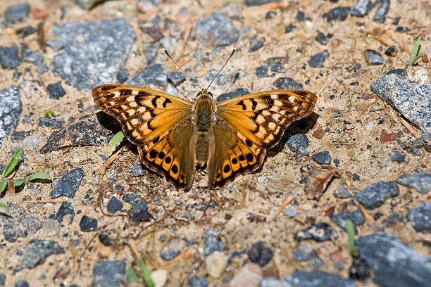 A tiny Tawny Emperor butterfly showing striking colors as it opens its wings.  Much more colorful with wings open then with wings closed.For similar photos check out my