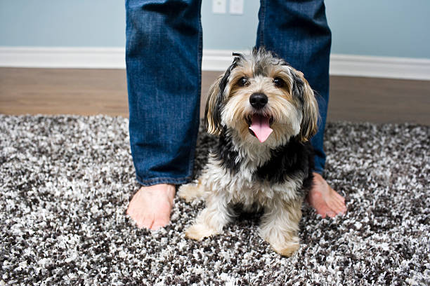 homme debout avec chiot chien sur tapis poilue à la maison - shag rug photos et images de collection