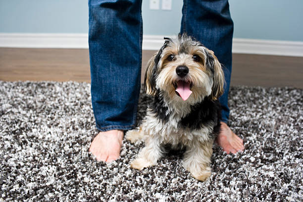 Man standing with Puppy dog on shaggy rug at home Puppy dog sitting on a plush and shaggy rug, looking at camera and looking happy to be home with his owner also standing beside him, only owner's bare feet is in the image shag rug stock pictures, royalty-free photos & images