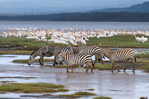 istock Zebras and Pelicans  in Lake Nakuru 186808483