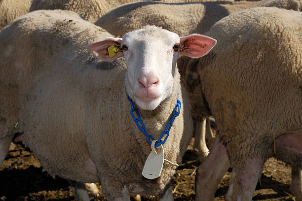 istock Close-up of One Sheep 186808570