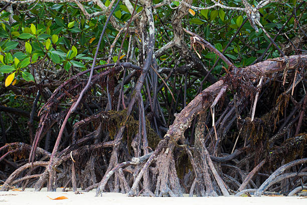 istock Mangrove on tropical island, Philippines 186808804