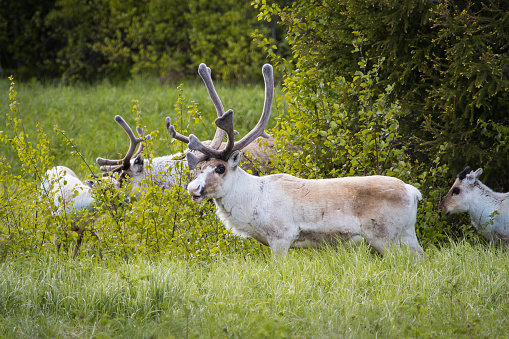 Reindeer with massive antlers grazing in grassland in Lapland, Finland