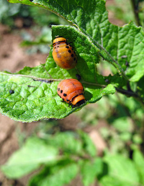 istock Colorado potato beetle larvae 186808978