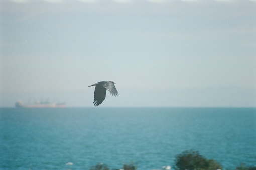 A crow flying low with a barge on the horizon in the distance