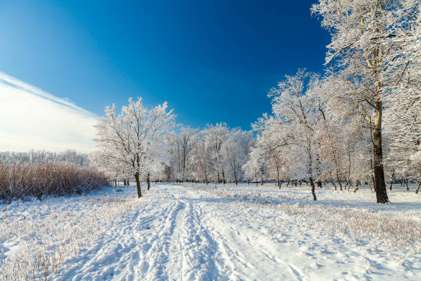 istock Snowy trees, walk path and footprints on the snow in the winter forest on a bright sunny day. 1868090800