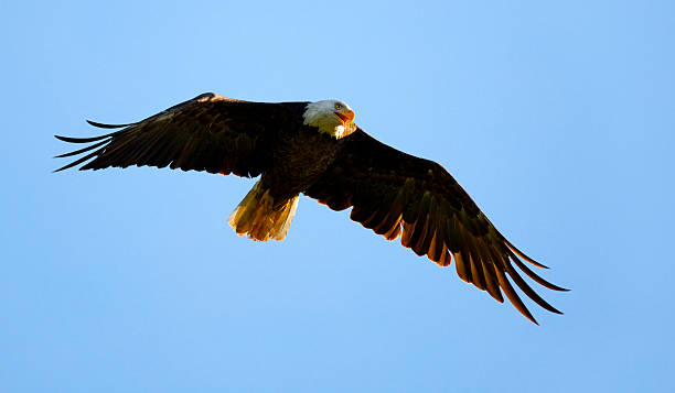 istock Proud American Bald Eagle Flying in Blue Sky, Hunting 186809083