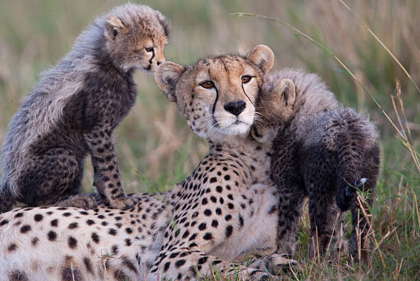 istock Cheetah Family 186809120