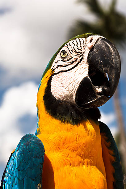 istock Gold and Blue Macaw in portrait 186809124