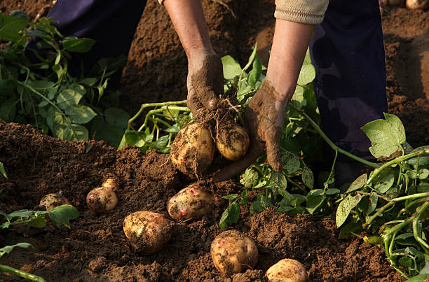 Farmer with freshly harvested potatoes stock photo