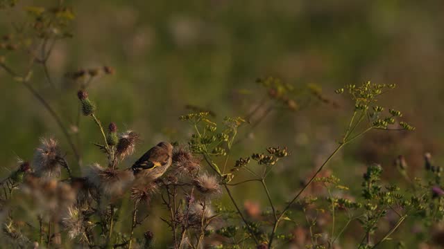 A juvenile European goldfinch or simply the goldfinch (Carduelis carduelis) eating seeds in a thistle