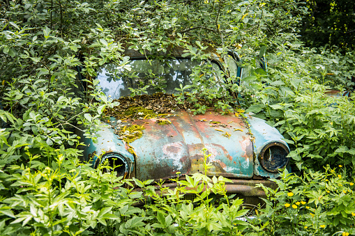 Rusty and forgotten automobile wreck overgrown by trees and plants in a forest