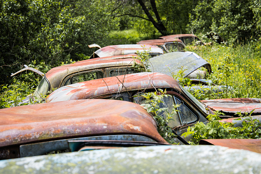 Rows of rotten car wrecks overgrown by nature forgotten and lost in the nature