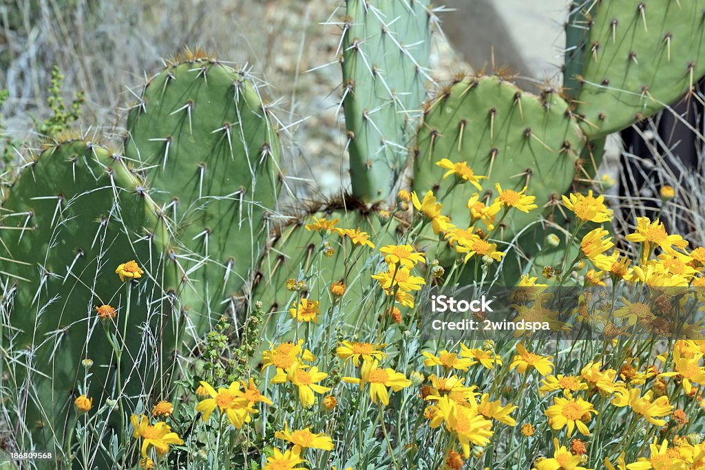 Dogweed Blumen und Prickly Pear Cactus - Lizenzfrei Arizona Stock-Foto
